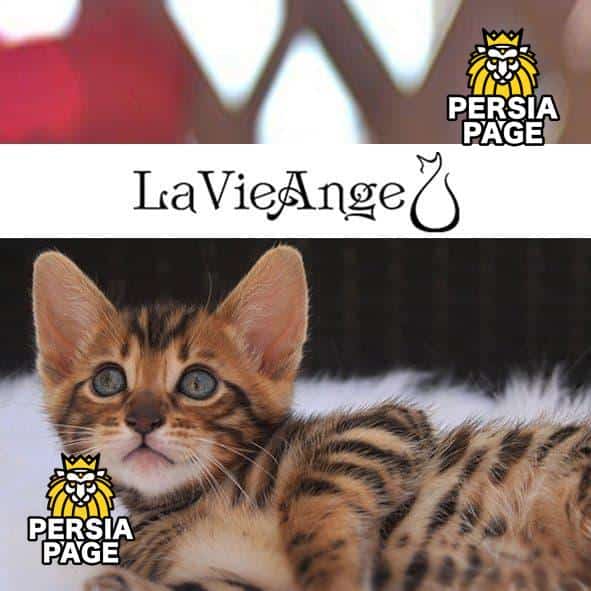 LaVieAnge Bengal, Cat Breeders NY