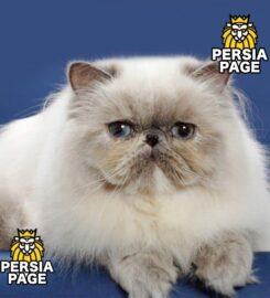 Persian Kittens for Sale Near Me