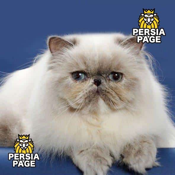 Persian Cat For Sale Los Angeles