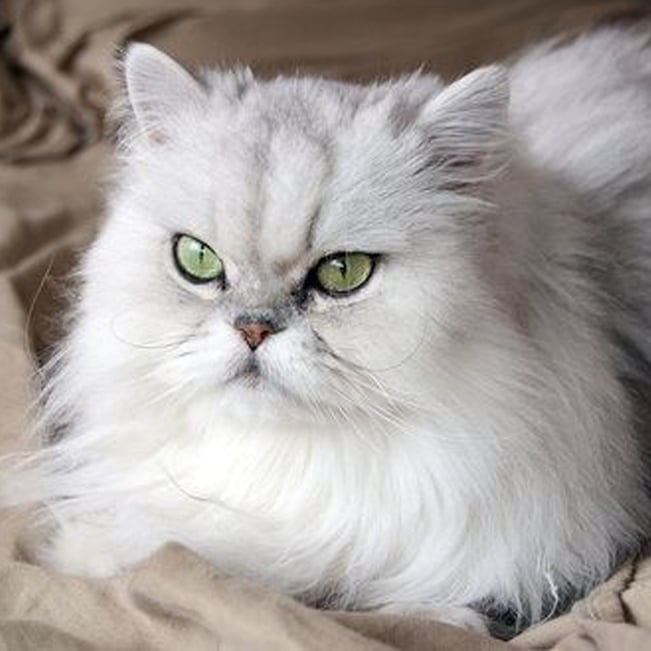 Persian Cat Pet Insurance